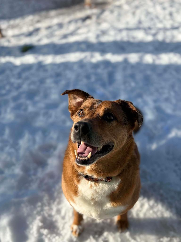 Enlarge Z2 Wilber, a Adoptable mixed breed in Ashland, WI image 3/5