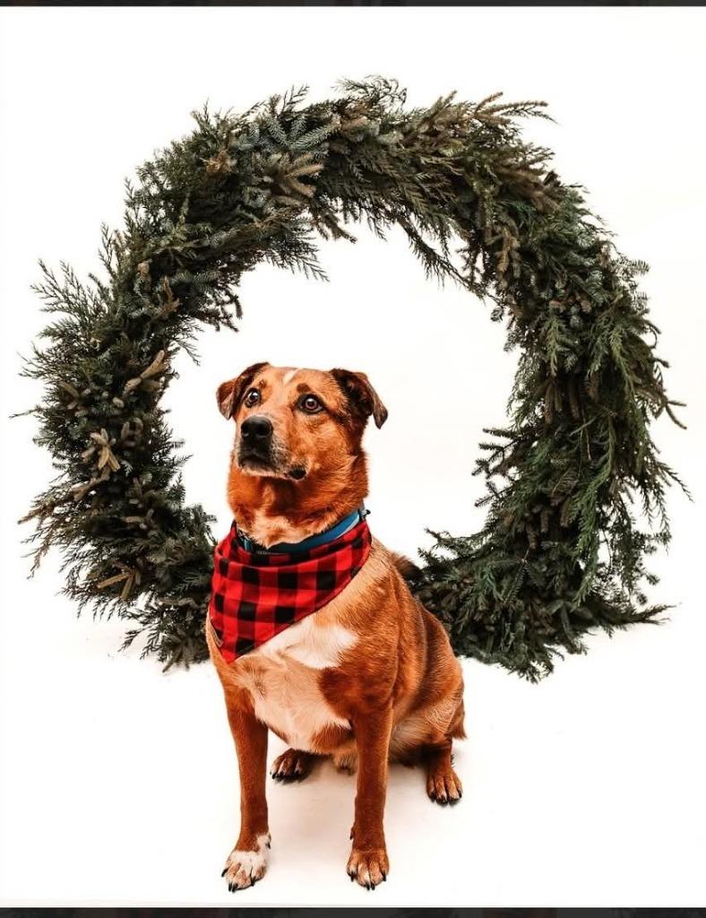 Enlarge Z2 Wilber, a Adoptable mixed breed in Ashland, WI image 4/5