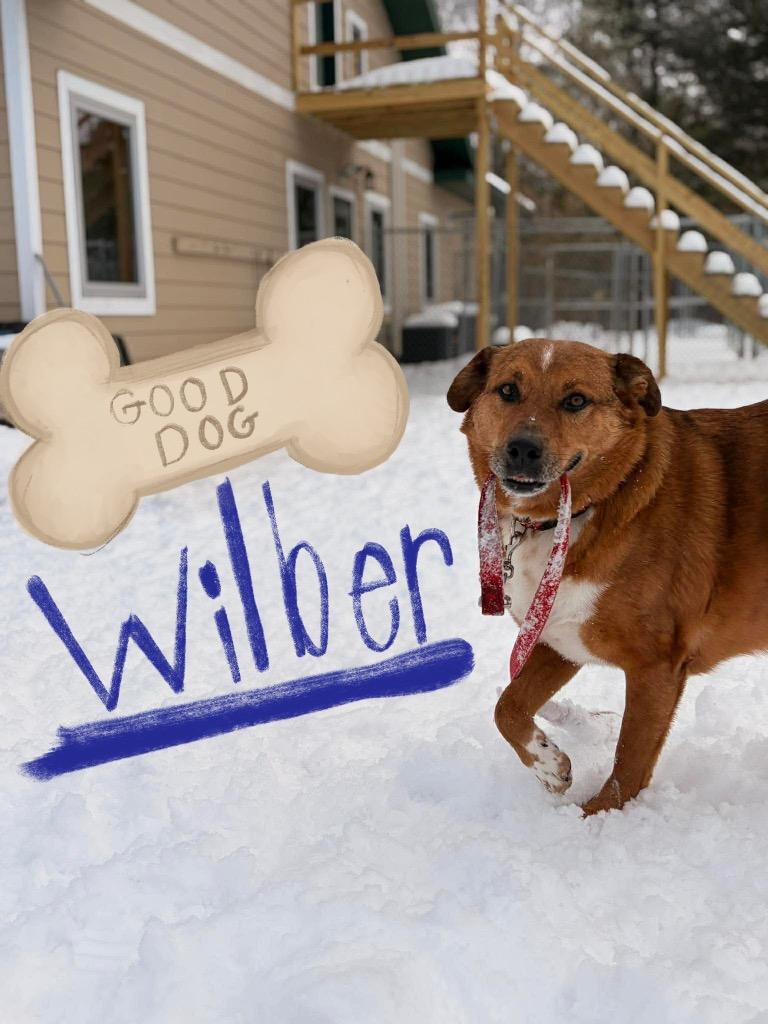Enlarge Wilber, a Adoptable mixed breed in Ashland, WI image 5/6