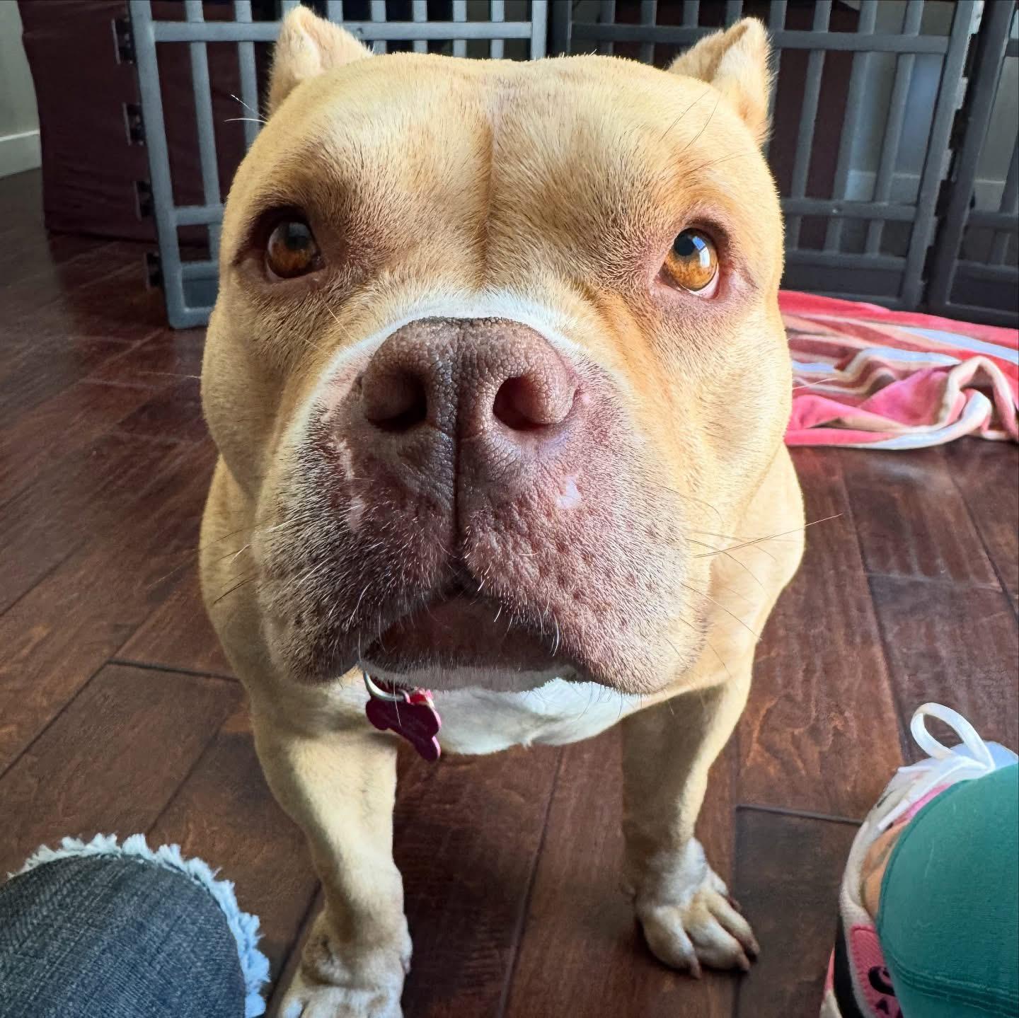 Shortcake-ADOPT Me!!!