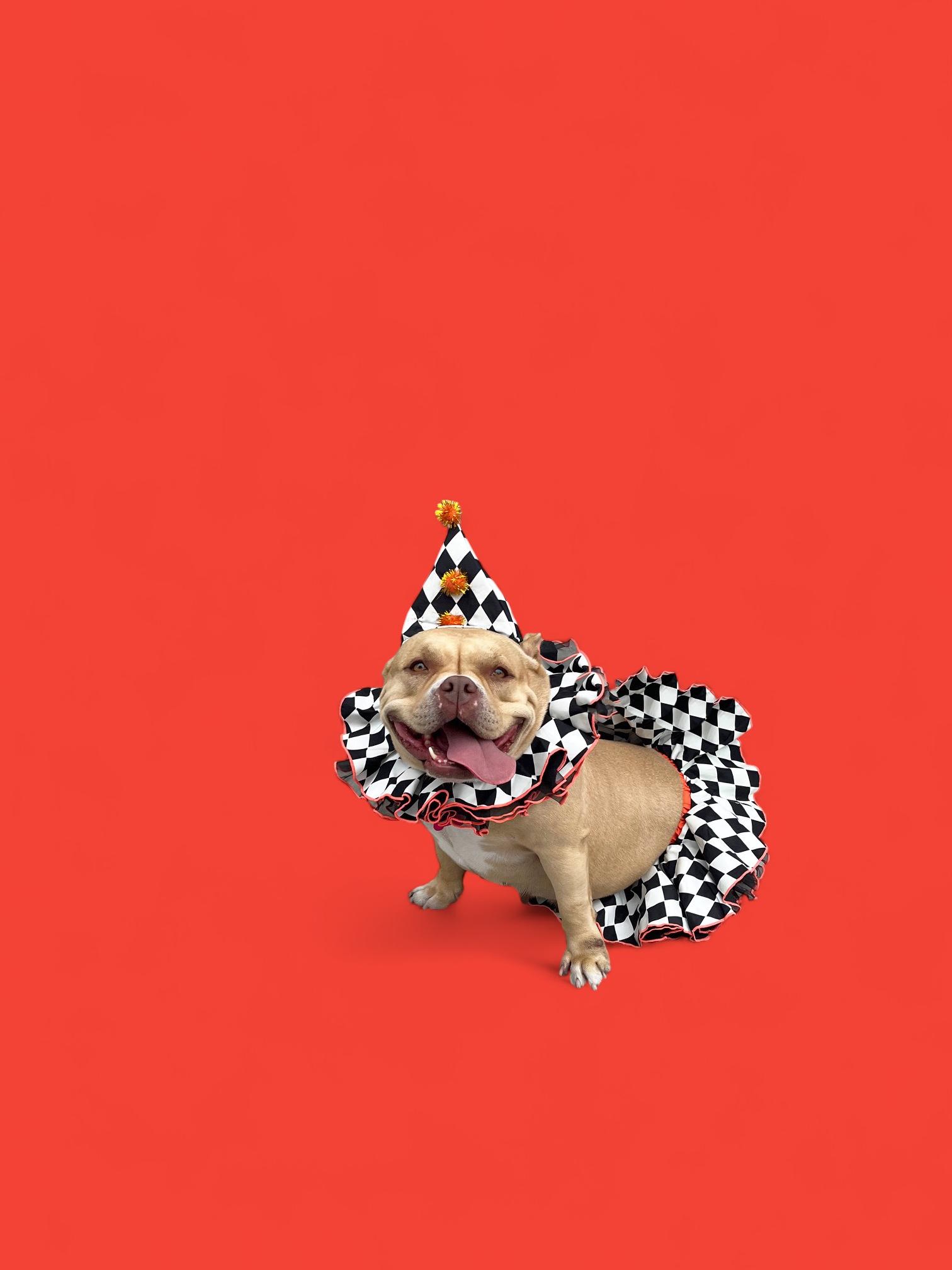 Enlarge Shortcake-ADOPT Me!!!, a Adoptable American Bully in Redondo Beach, CA image 2/5