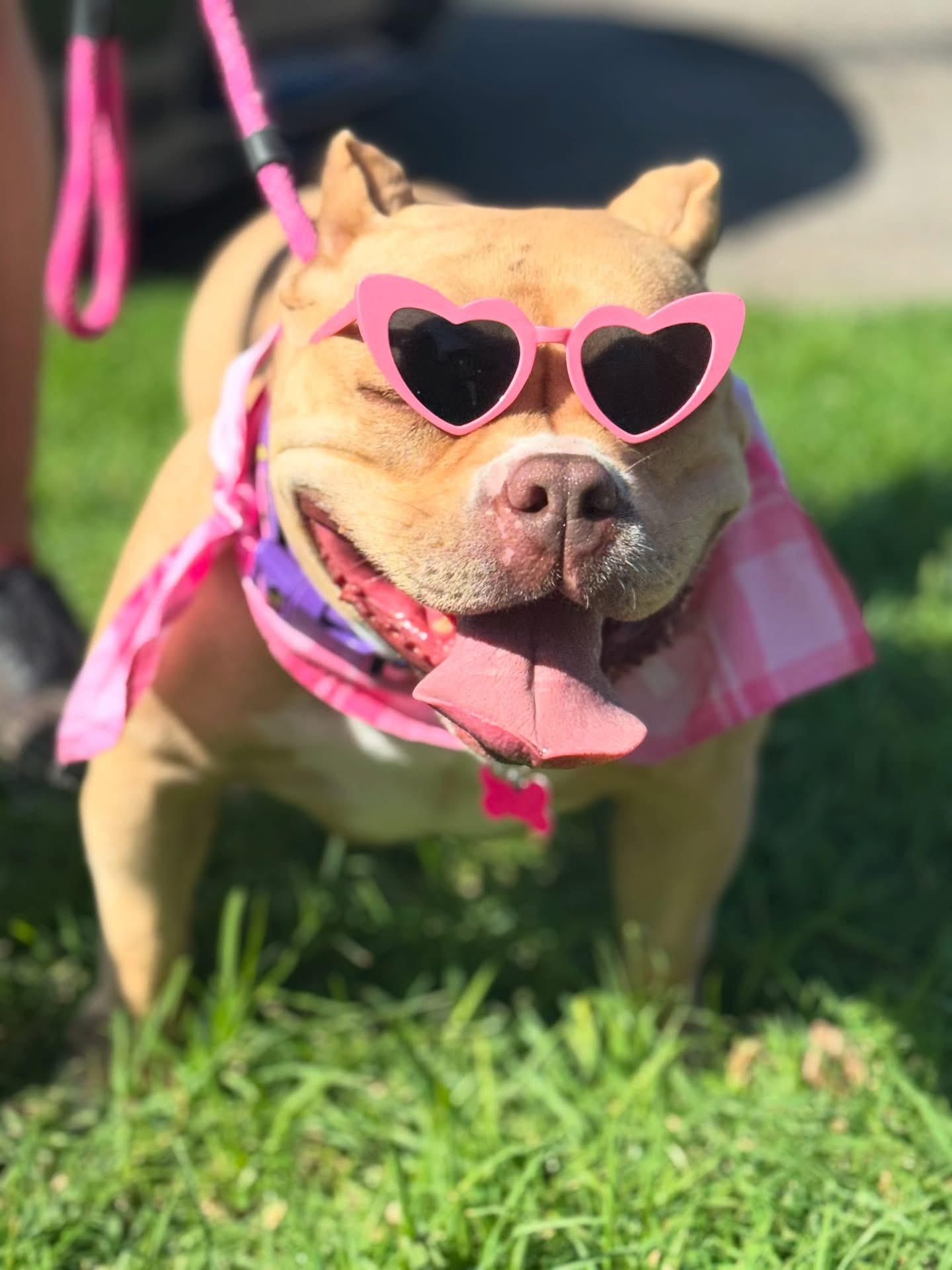Enlarge Shortcake-ADOPT Me!!!, a Adoptable American Bully in Redondo Beach, CA image 3/5