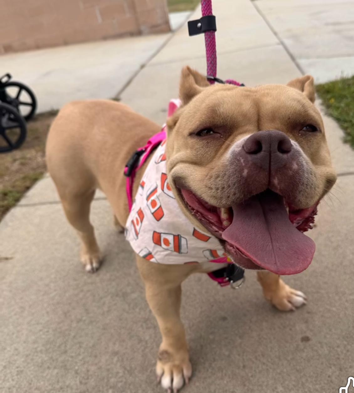Enlarge Shortcake-ADOPT Me!!!, a Adoptable American Bully in Redondo Beach, CA image 5/5