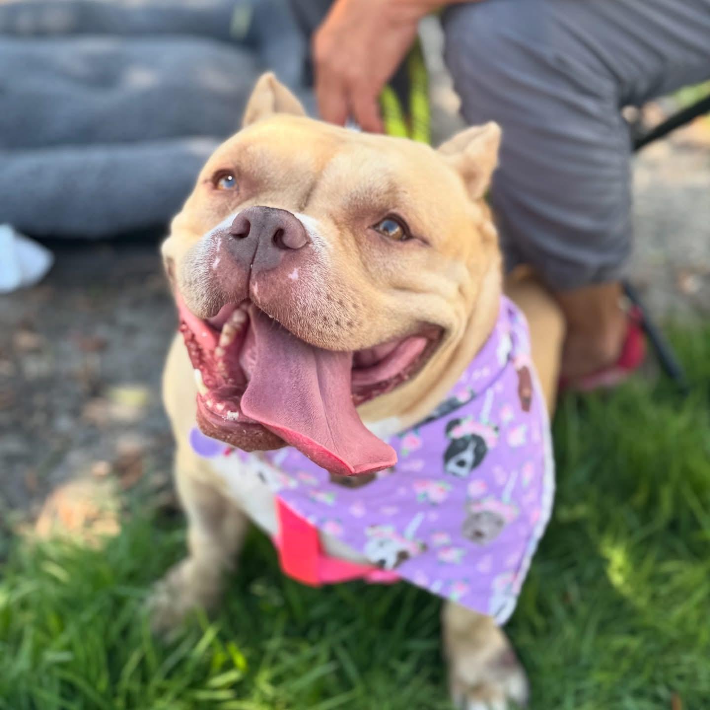 Enlarge Shortcake-ADOPT Me!!!, a Adoptable American Bully in Redondo Beach, CA image 1/5
