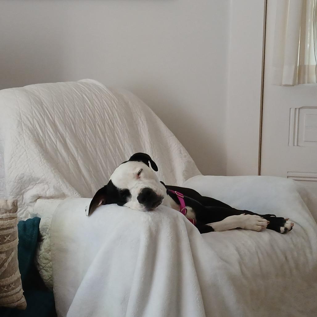 Monica, Adoptable, Adult Female Pit Bull Terrier.