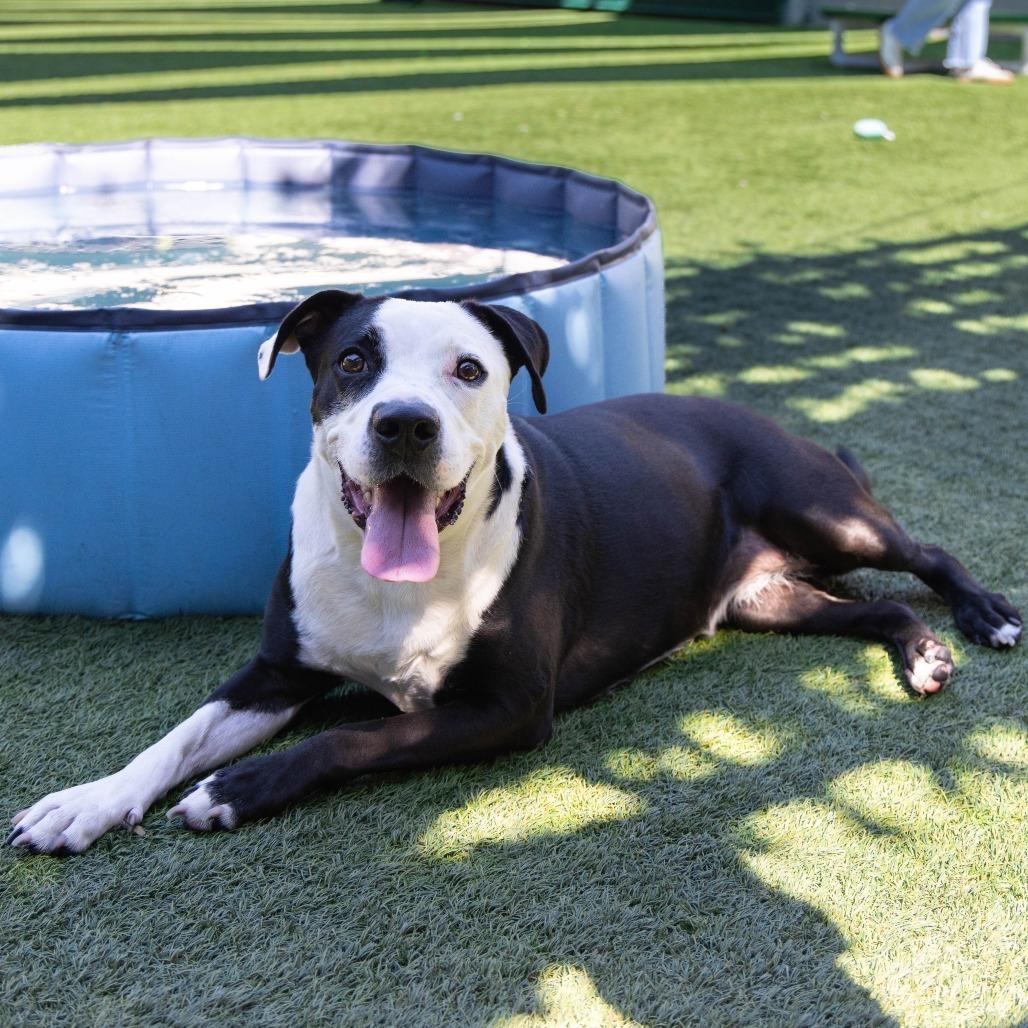 Monica, Adoptable, Adult Female Pit Bull Terrier.