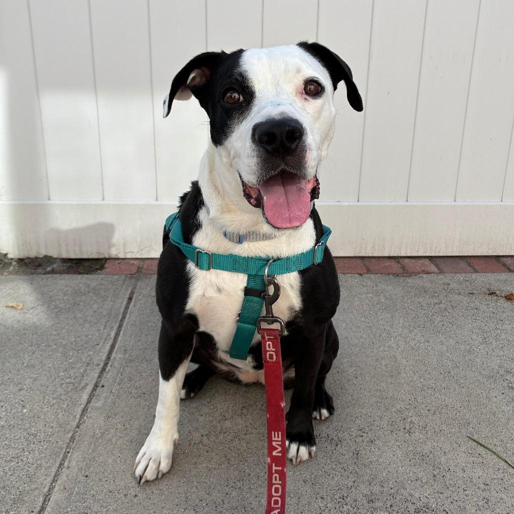 Monica, a Adoptable Pit Bull Terrier in Pasadena, CA image 2/5
