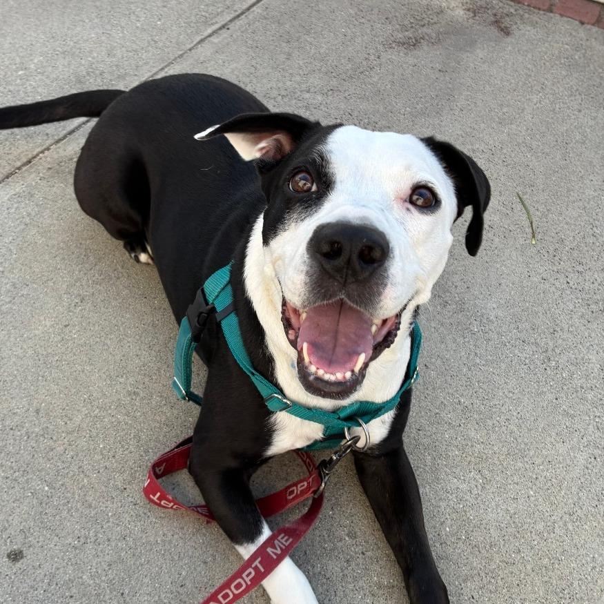 Monica, a Adoptable Pit Bull Terrier in Pasadena, CA image 3/5