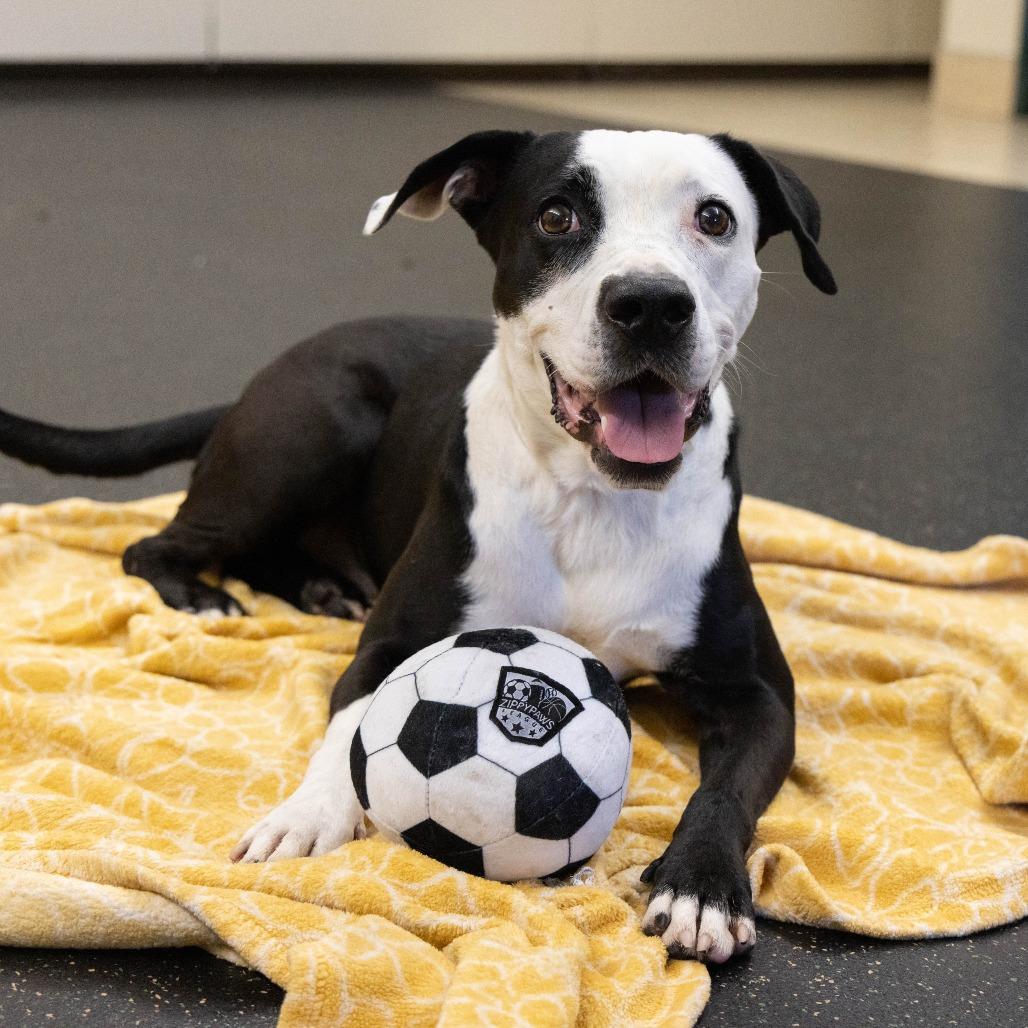 Monica, a Adoptable Pit Bull Terrier in Pasadena, CA image 4/5