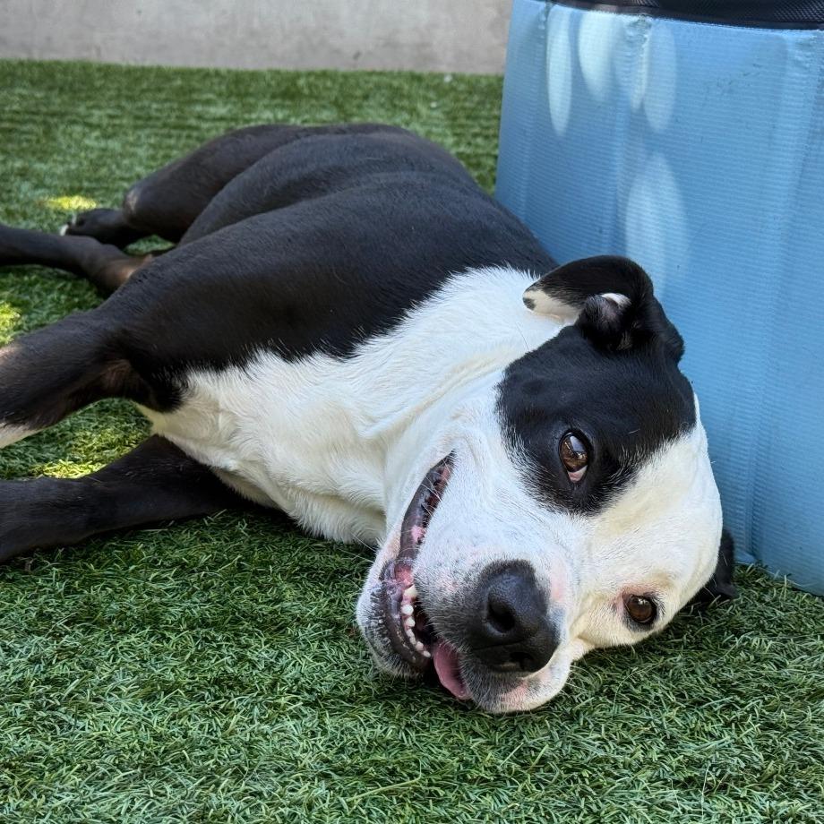 Monica, a Adoptable Pit Bull Terrier in Pasadena, CA image 5/5