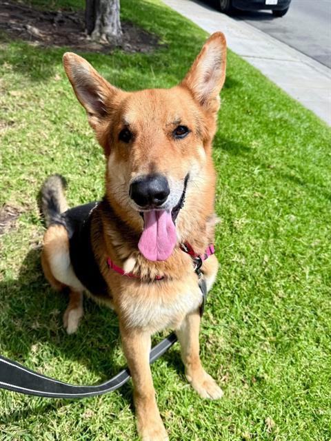 LUCA, Adoptable, Adult Male German Shepherd Dog.