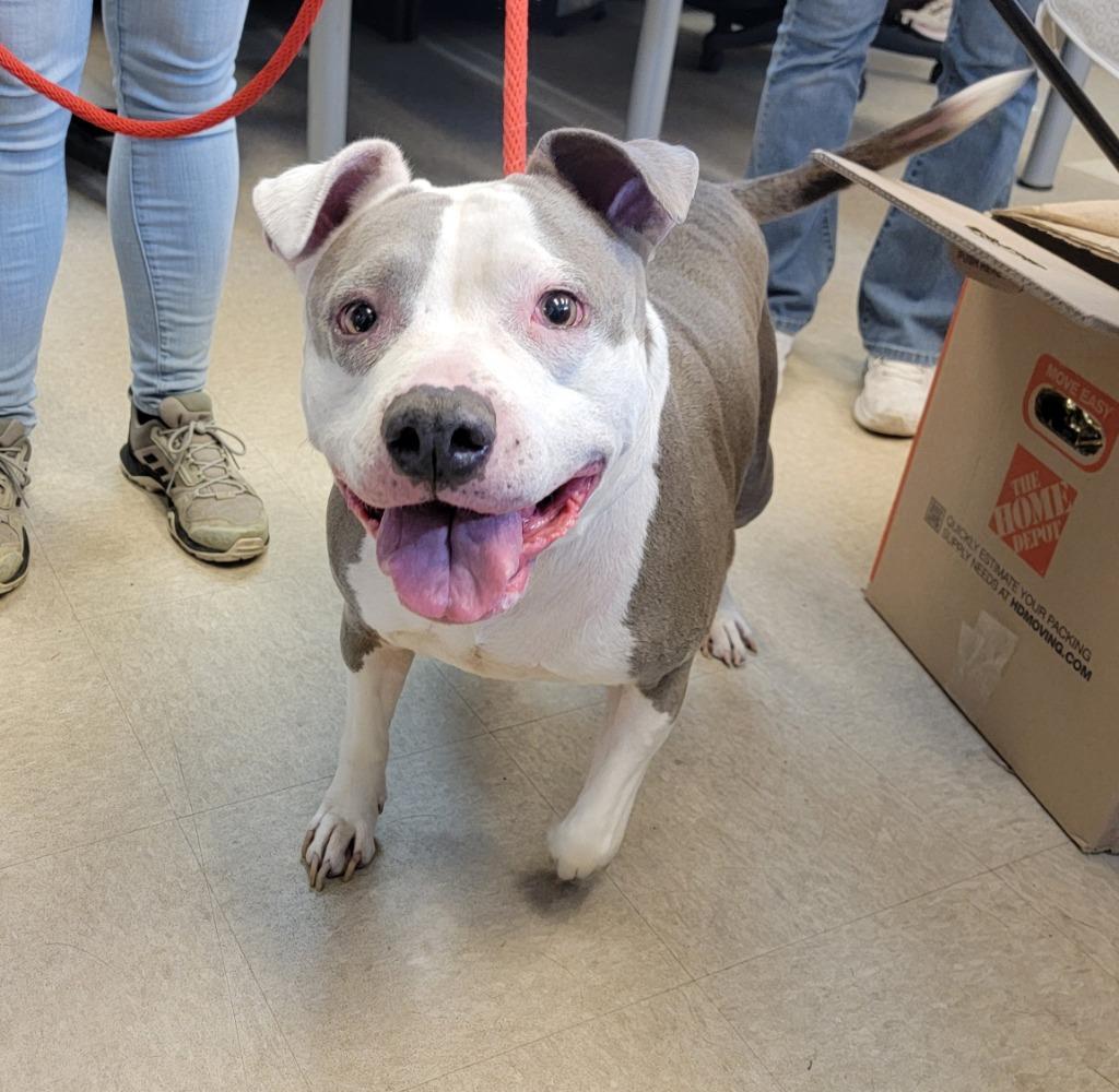 Enlarge Mamma Mia, a Adoptable Pit Bull Terrier in La Porte, IN image 1/1
