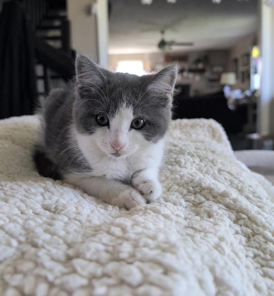 Louis Vuitton, Adopted, Kitten Male Domestic Short Hair.