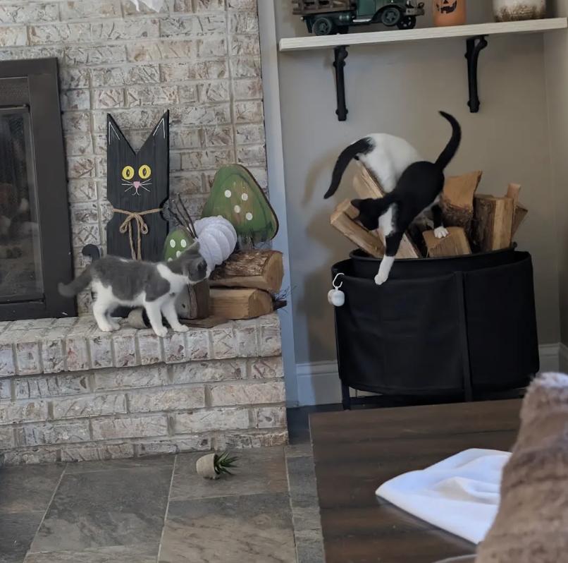Enlarge Louis Vuitton, a Adopted Domestic Short Hair in Cincinnati, OH image 5/5