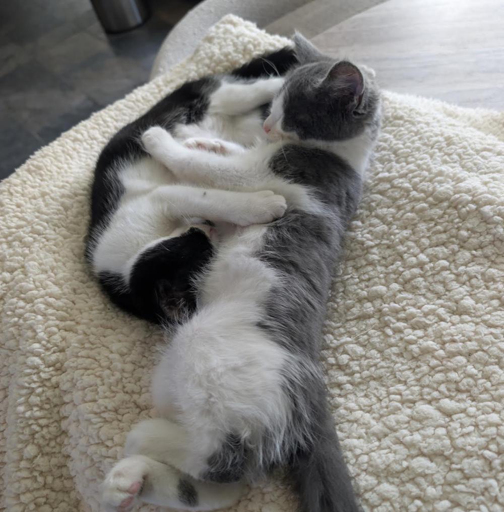 Enlarge Louis Vuitton, a Adopted Domestic Short Hair in Cincinnati, OH image 2/5