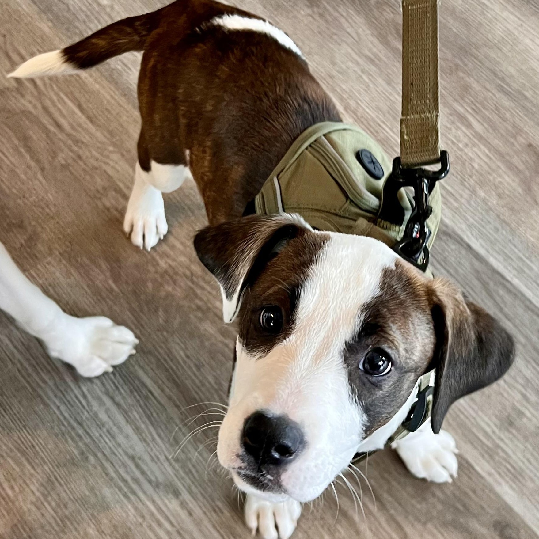 Wendy, Adoptable, Puppy Female Labrador Retriever & Pit Bull Terrier.