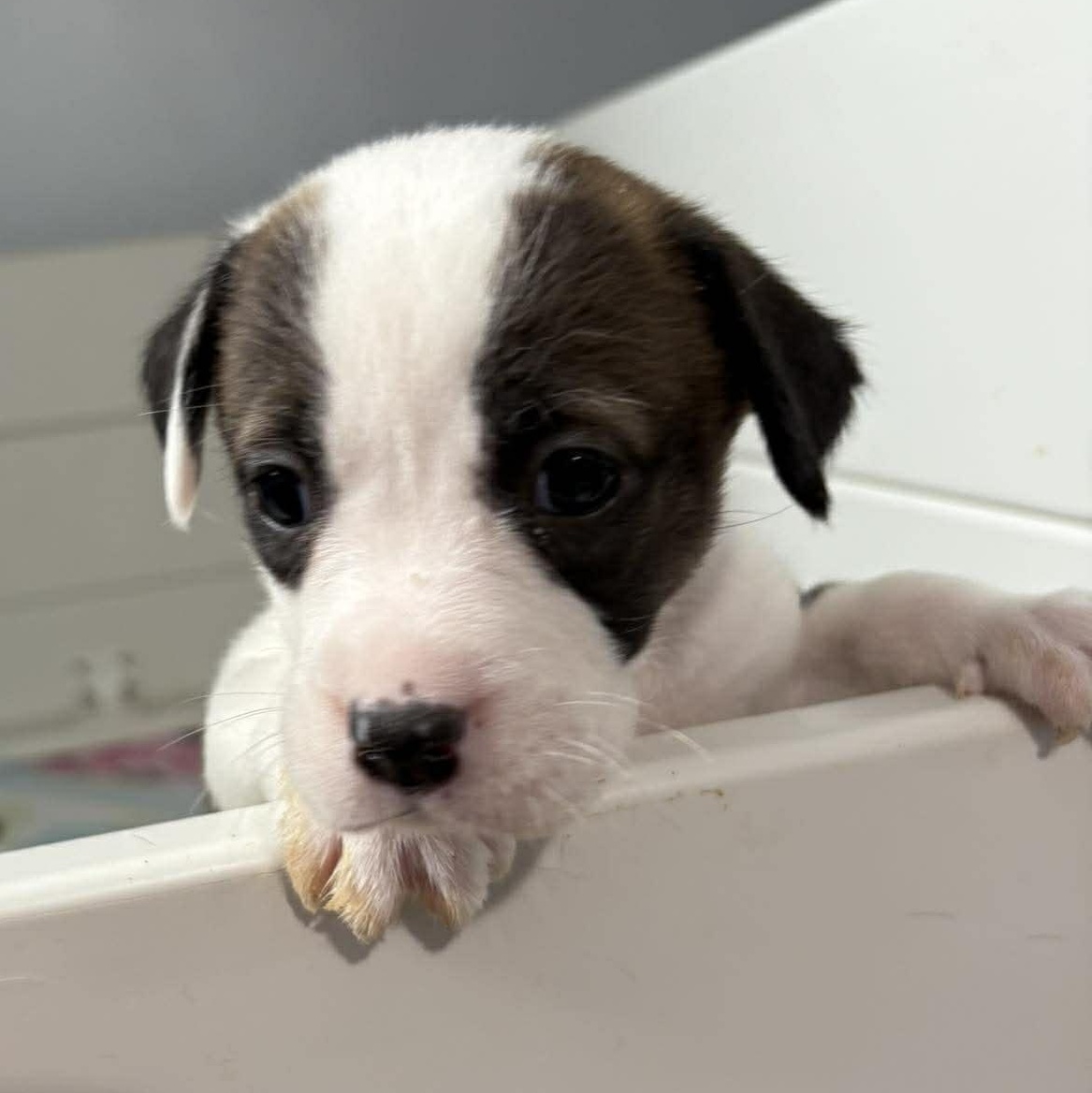 Enlarge Wendy, a Adoptable mixed breed in Rochester, NY image 3/6