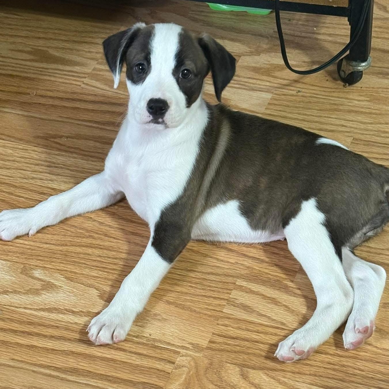 Enlarge Wendy, a Adoptable mixed breed in Rochester, NY image 1/6