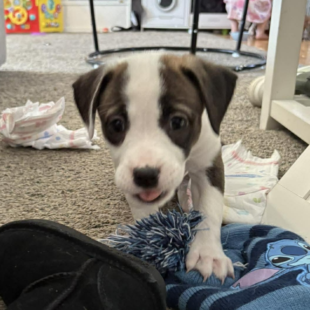 Enlarge Wendy, a Adoptable mixed breed in Rochester, NY image 4/6