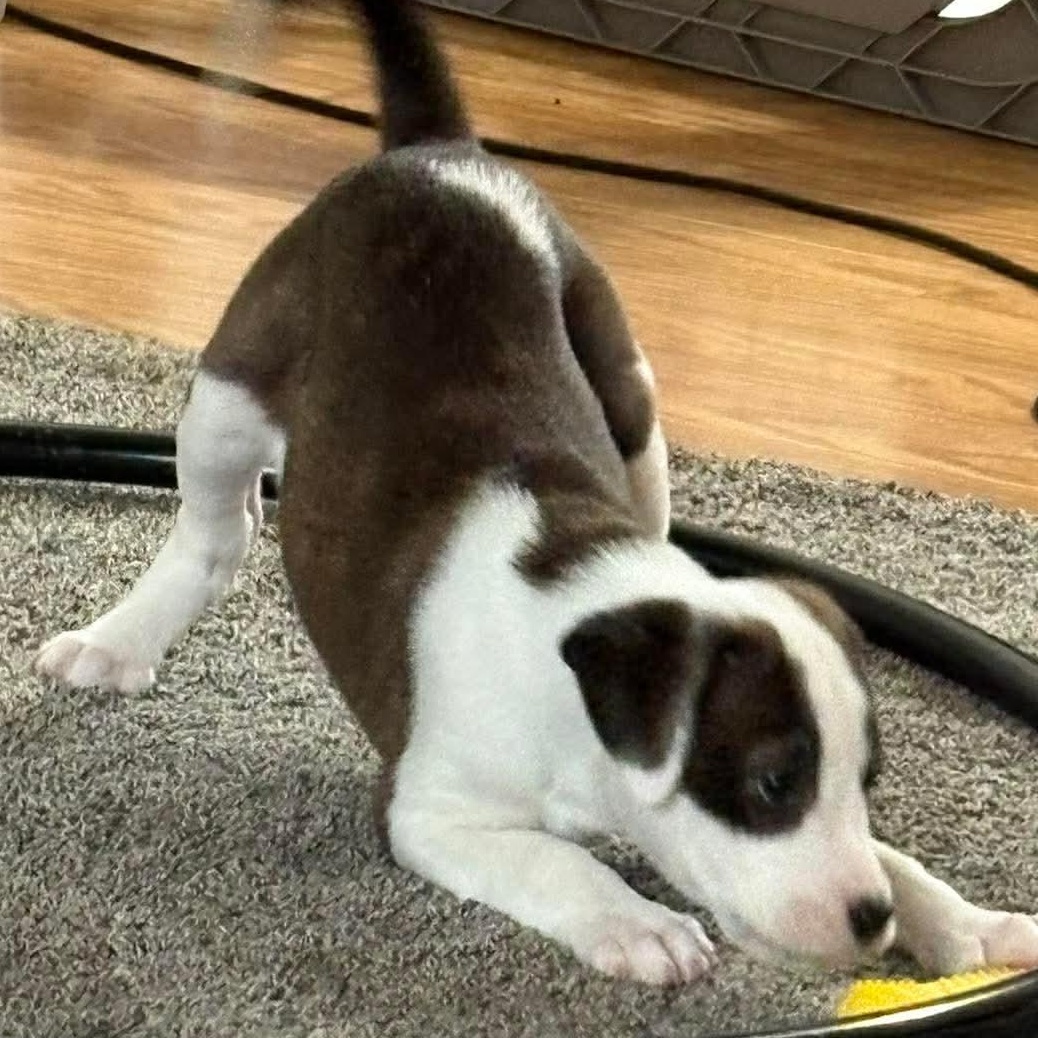 Enlarge Wendy, a Adoptable mixed breed in Rochester, NY image 6/6