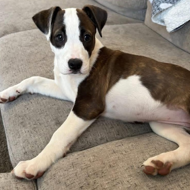 Wendy, Adoptable, Puppy Female Labrador Retriever & Pit Bull Terrier.