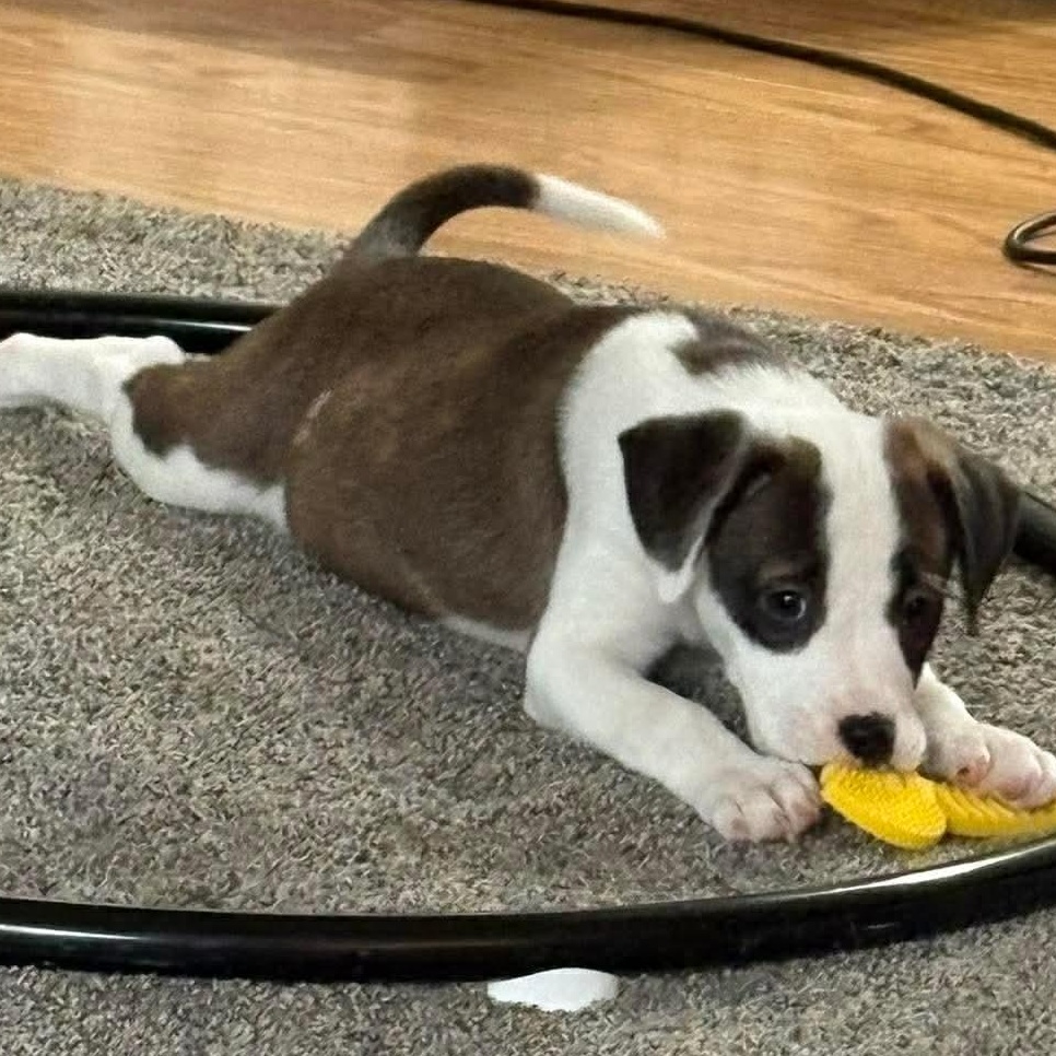 Enlarge Wendy, a Adoptable mixed breed in Rochester, NY image 2/6