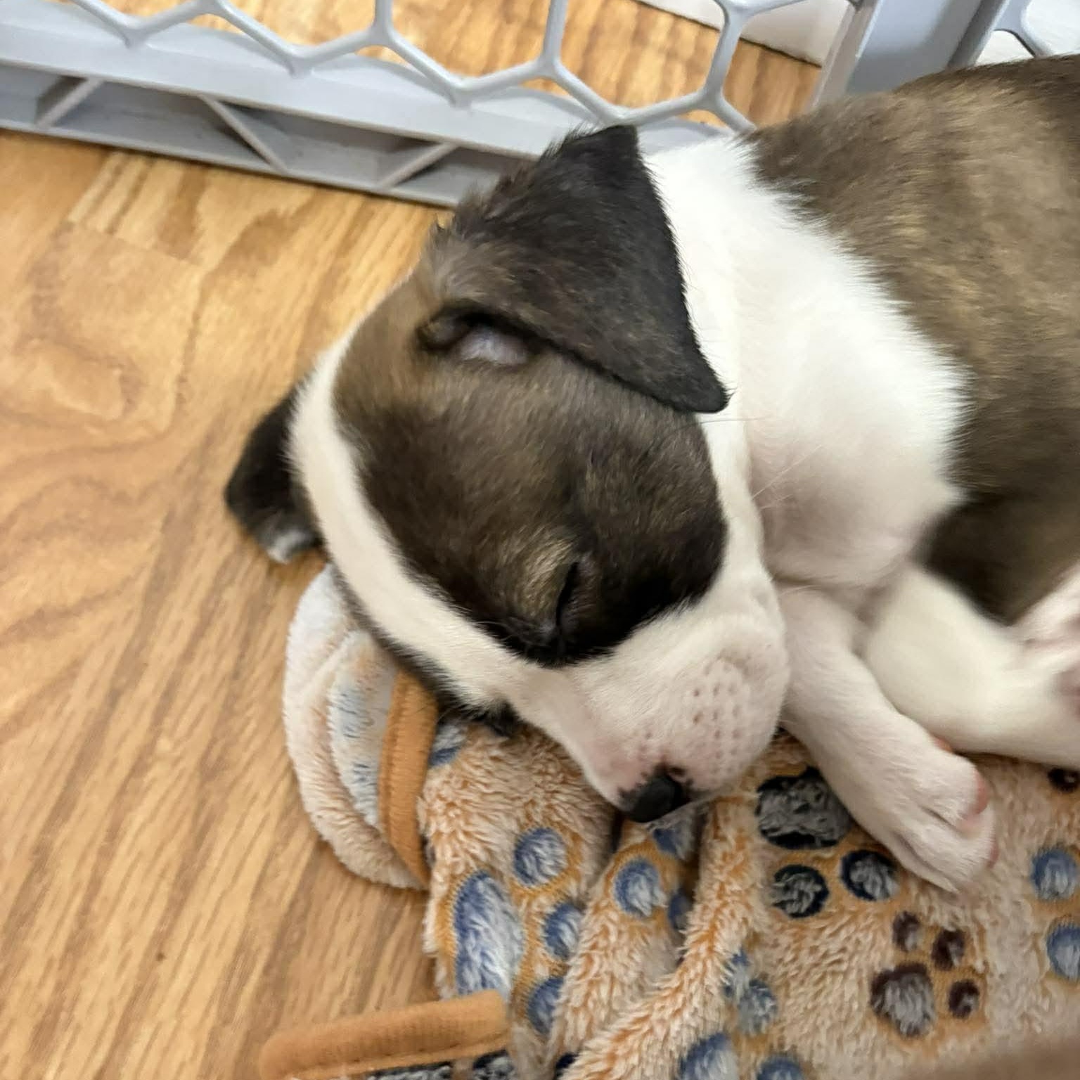 Enlarge Wendy, a Adoptable mixed breed in Rochester, NY image 5/6