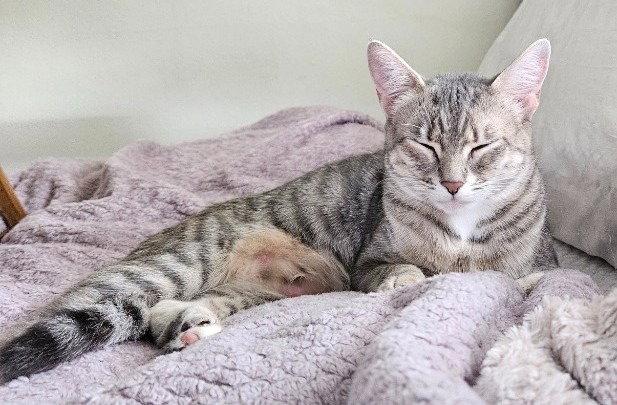 Enlarge Lorelei, a Adoptable Domestic Short Hair in St. Helens, OR image 1/1