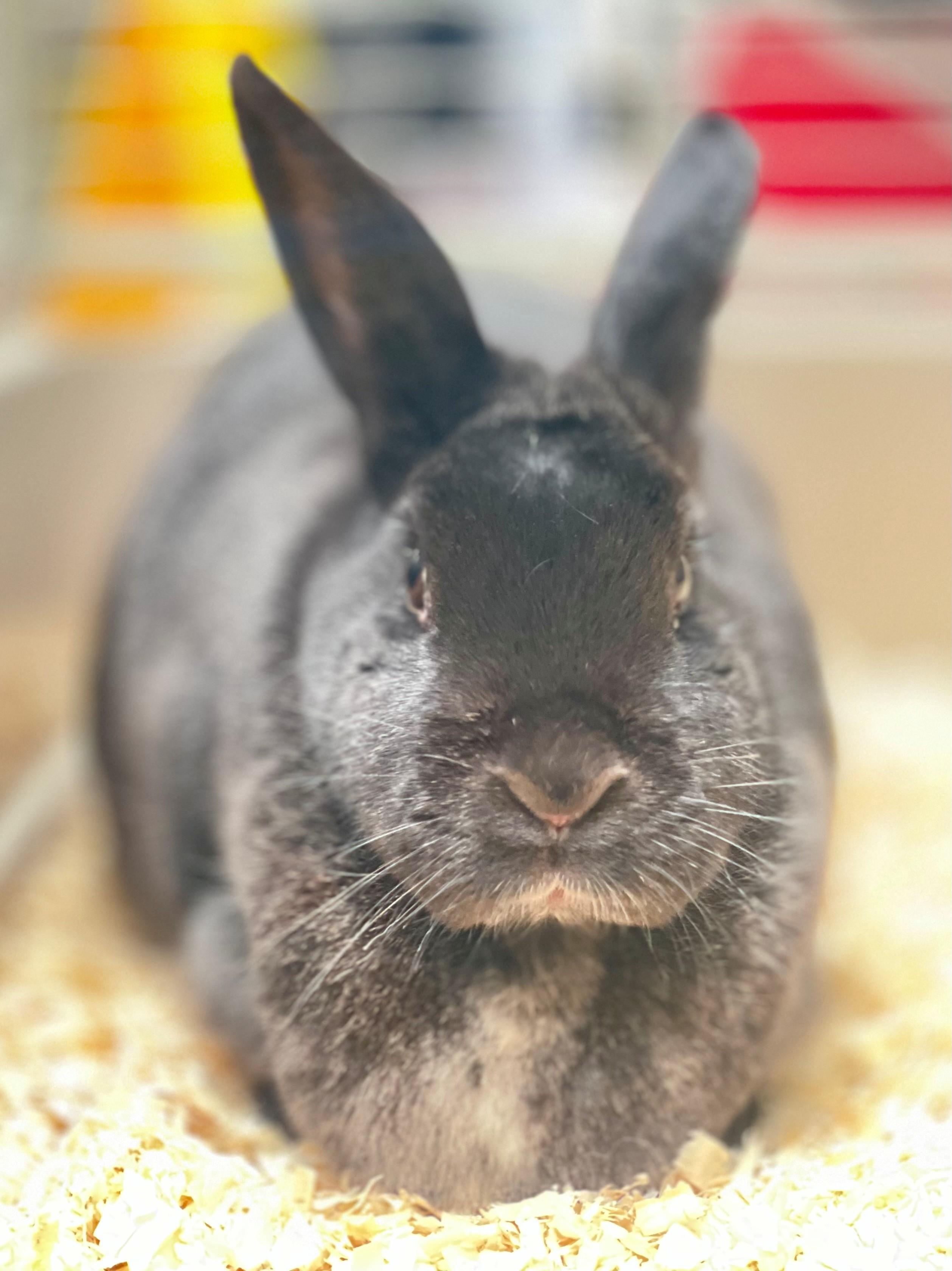Enlarge Mittens, an adoptable American in Hamilton, ON image 2/5