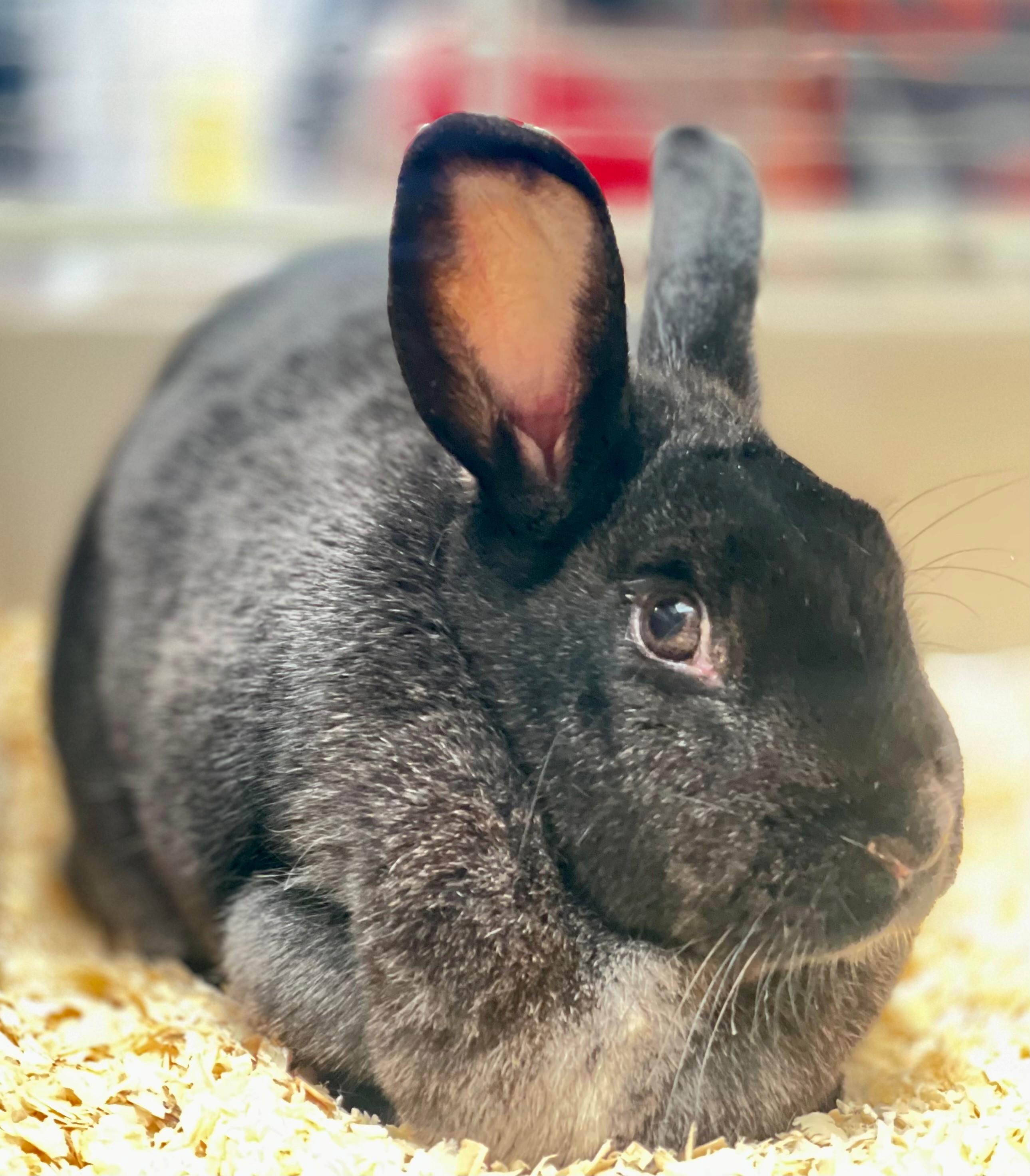 Mittens, adoptable, Adult Female American.