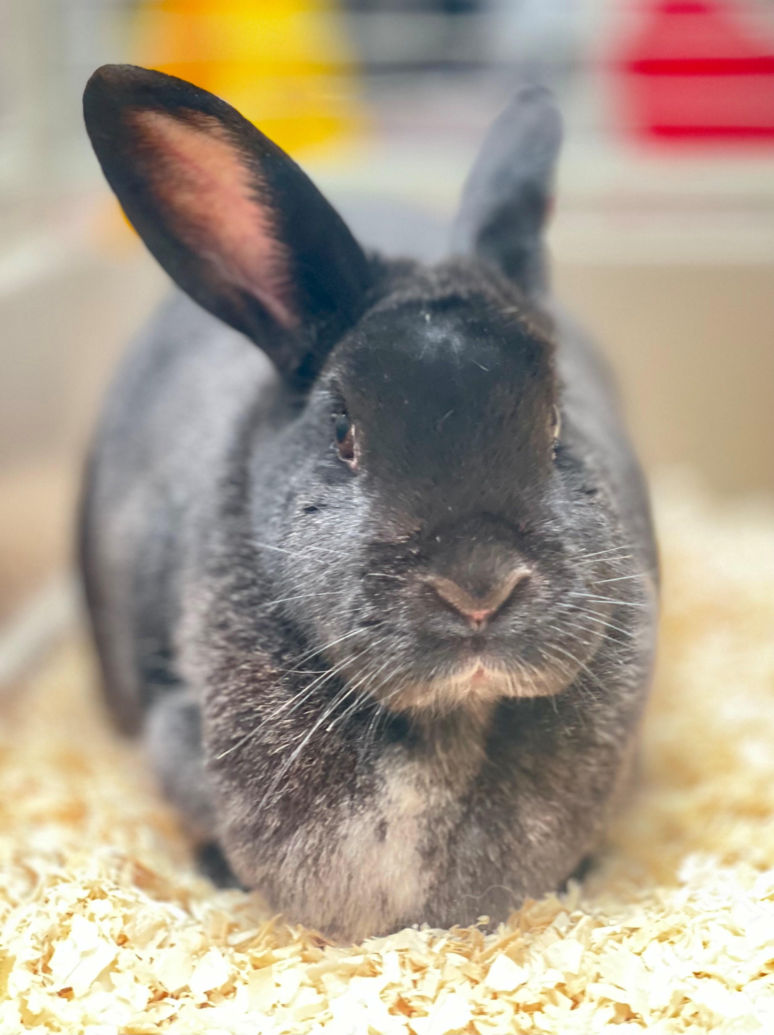 Enlarge Mittens, an adoptable American in Hamilton, ON image 4/5
