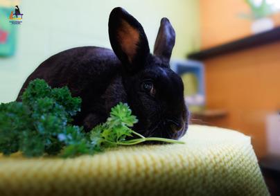 Mittens, an adoptable American in Hamilton, ON image 2/6