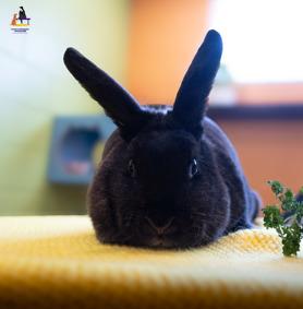 Mittens, adoptable, Adult Female American.