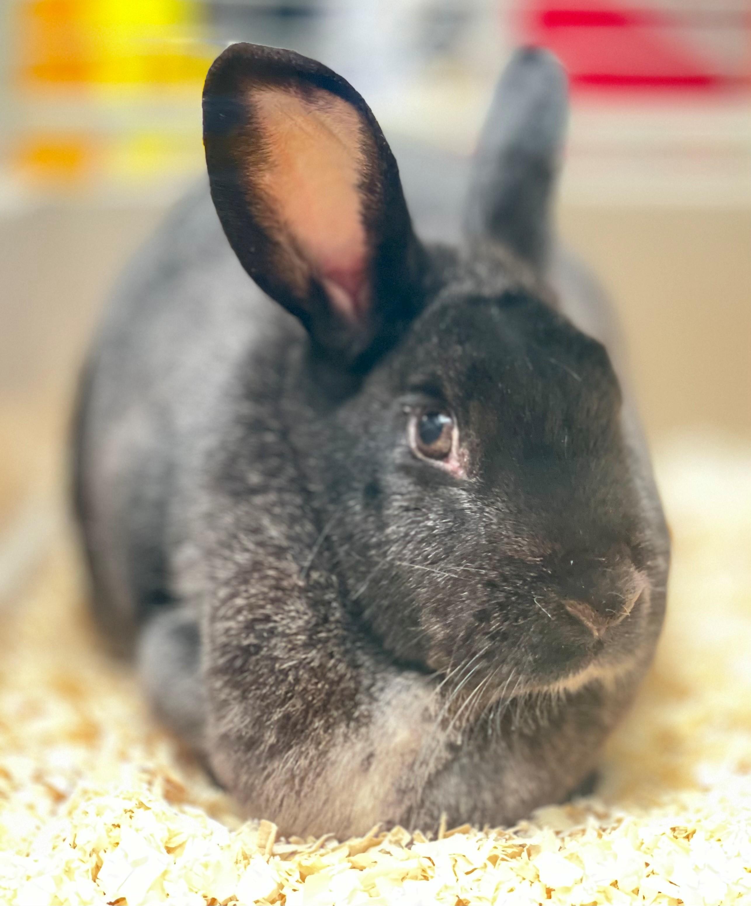 Enlarge Mittens, an adoptable American in Hamilton, ON image 5/5