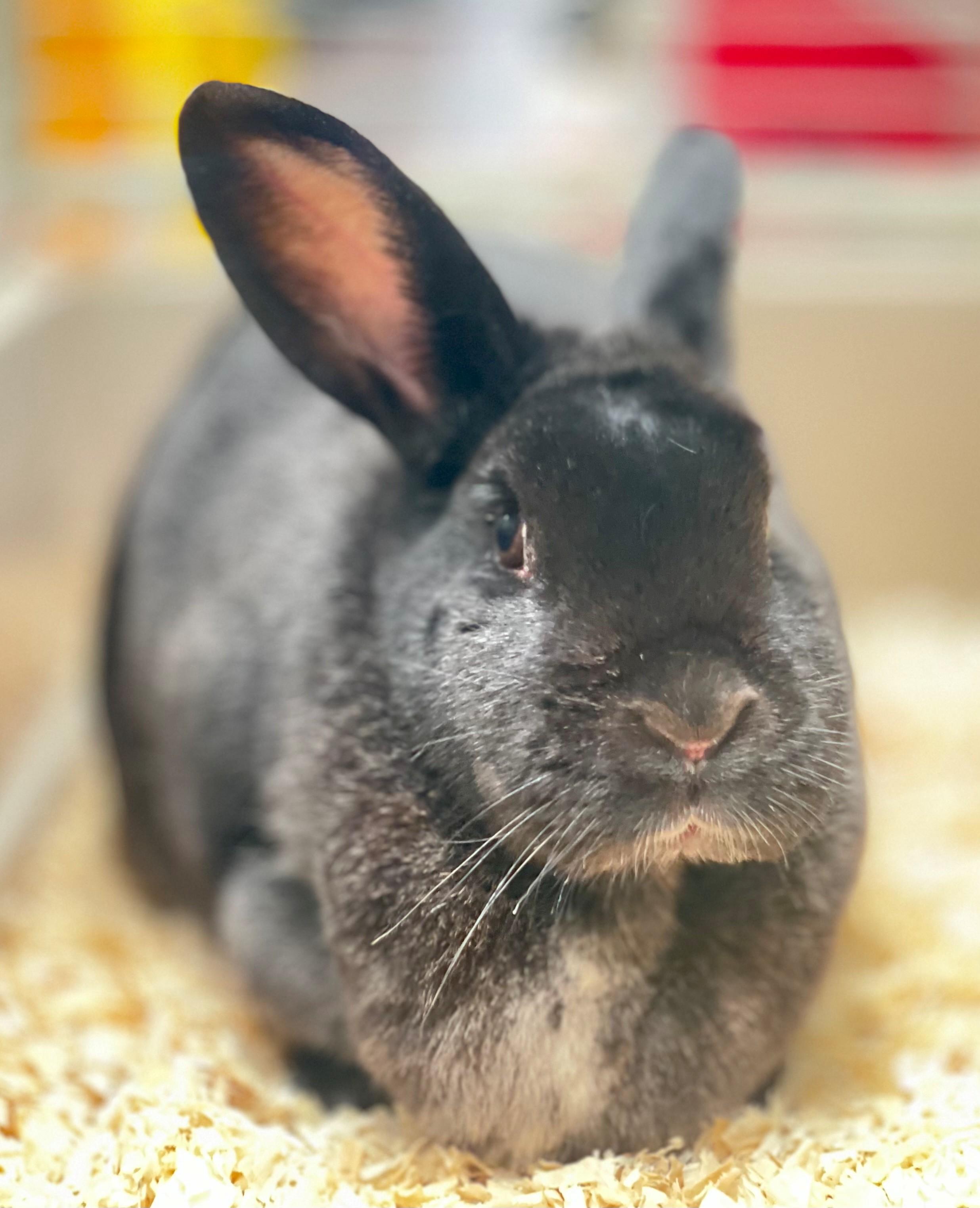 Enlarge Mittens, an adoptable American in Hamilton, ON image 3/5