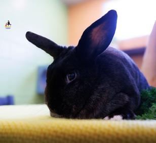 Mittens, an adoptable American in Hamilton, ON image 6/6