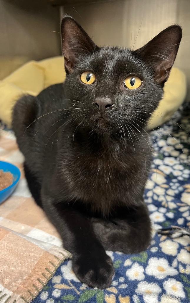 Coffee, Adoptable, Kitten Male Domestic Short Hair.