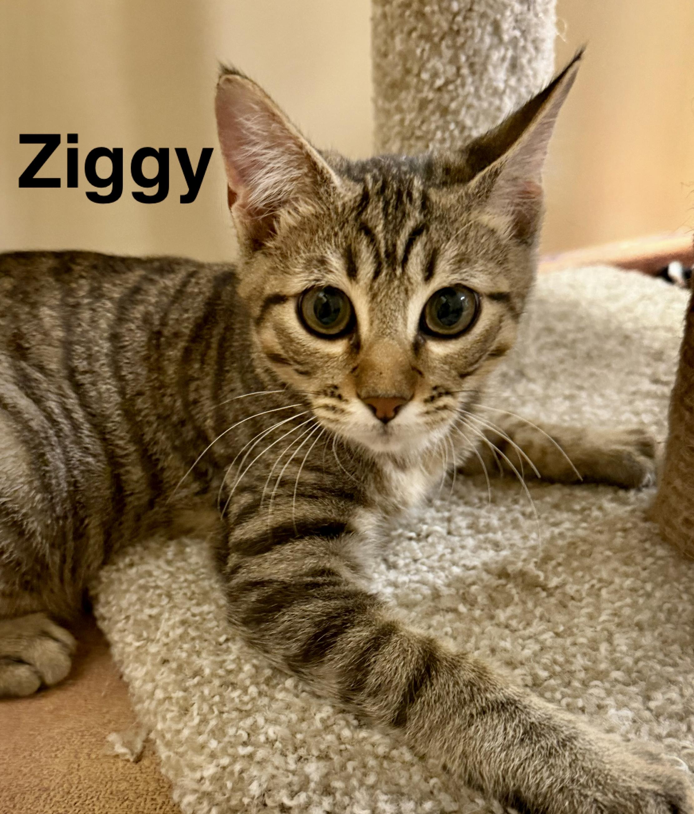 Enlarge Ziggy, a Adopted Domestic Short Hair in Owasso, OK image 1/1