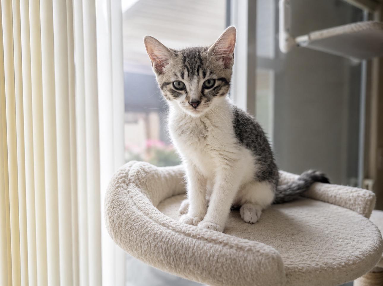 Enlarge Quinn, a Adoptable Tabby in Livonia, MI image 1/2
