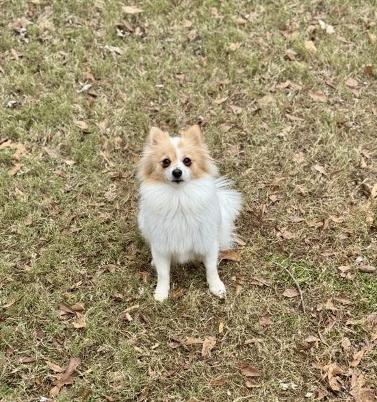 Enlarge Nora, a ADOPTABLE Pomeranian in Atlanta, GA image 1/4