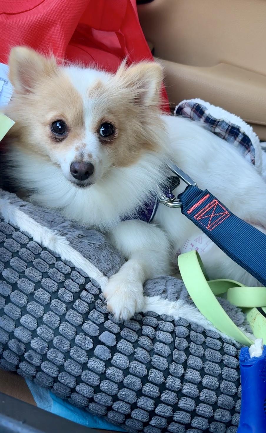 Enlarge Nora, a ADOPTABLE Pomeranian in Atlanta, GA image 2/4