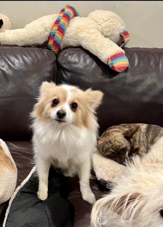 Enlarge Nora, a ADOPTABLE Pomeranian in Atlanta, GA image 3/4