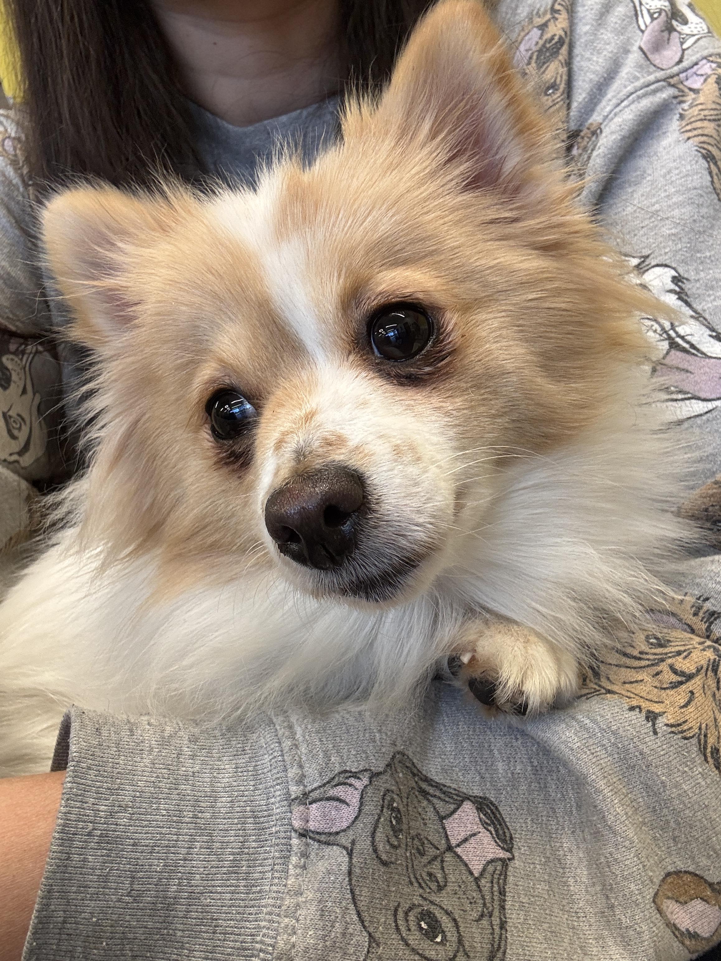 Enlarge Nora, a ADOPTABLE Pomeranian in Atlanta, GA image 4/4