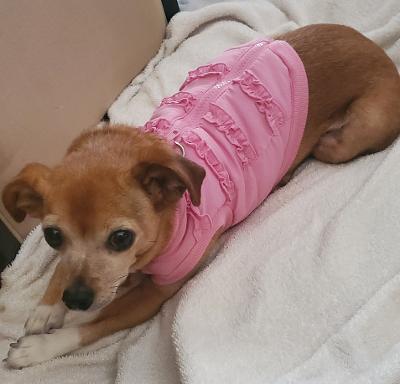 Zoey, Adopted, Senior Female Chihuahua.