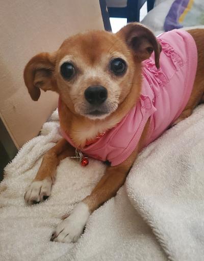 Zoey, a Adopted Chihuahua in Pembroke Pines, FL image 2/6