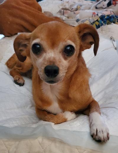 Zoey, a Adopted Chihuahua in Pembroke Pines, FL image 4/6