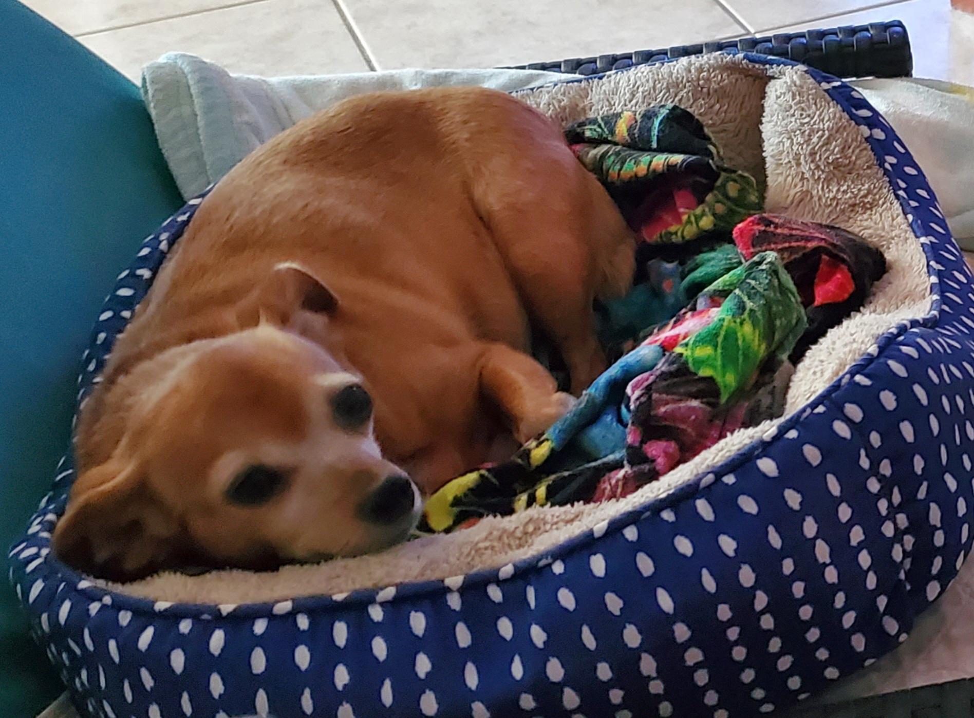 Zoey, a Adopted Chihuahua in Pembroke Pines, FL image 5/6