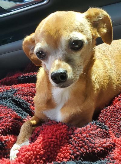 Zoey, a Adopted Chihuahua in Pembroke Pines, FL image 6/6