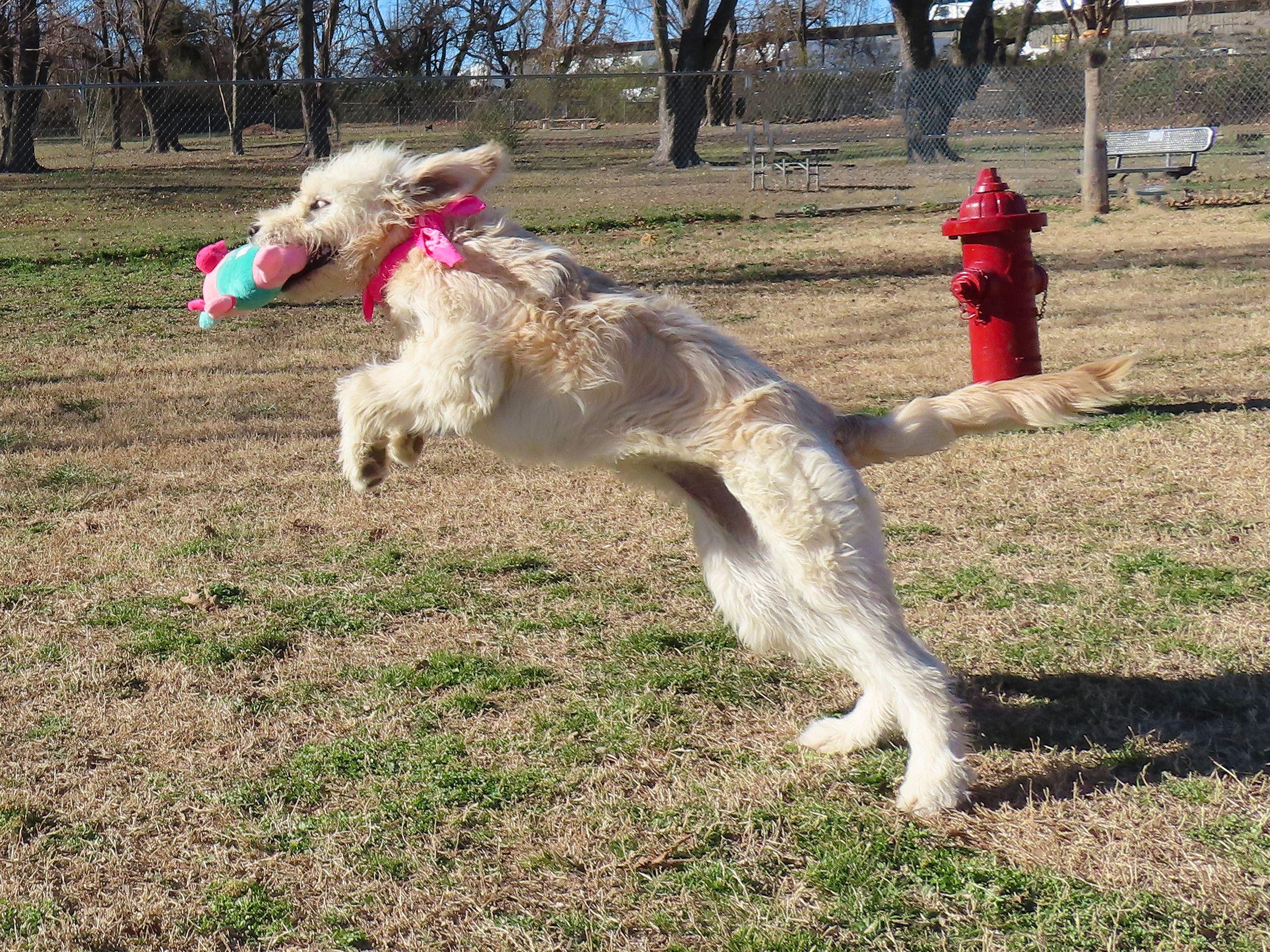 Miata  C thumbnail 3