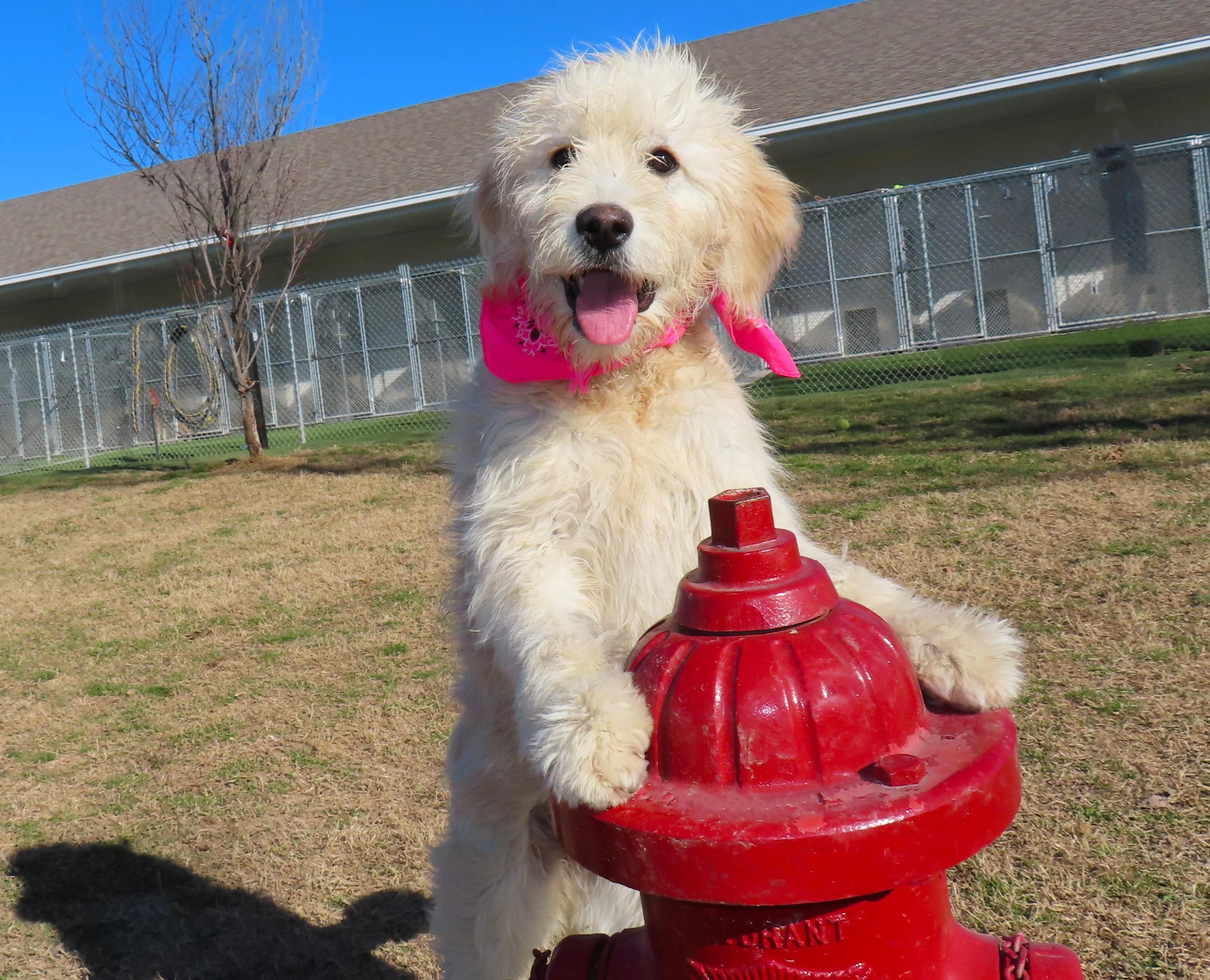 Miata  C thumbnail 5